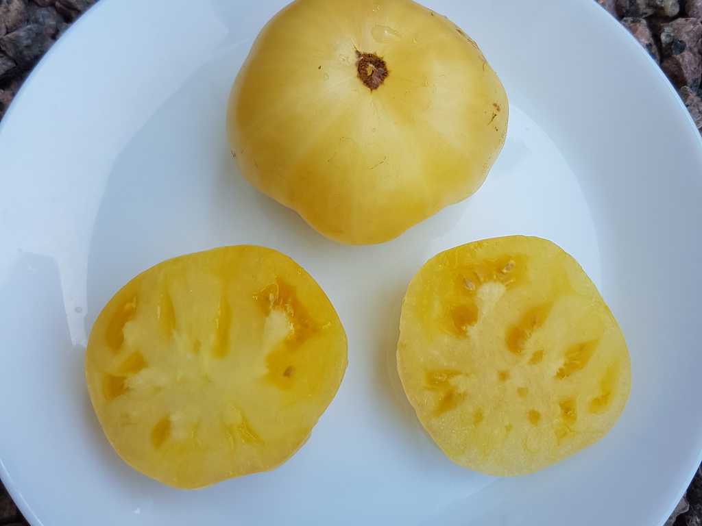 Etoile blanche d'anvers